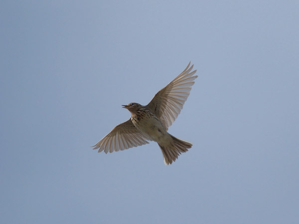 Lapinkirvinen, Red-throated Pipit, Anthus cervinus